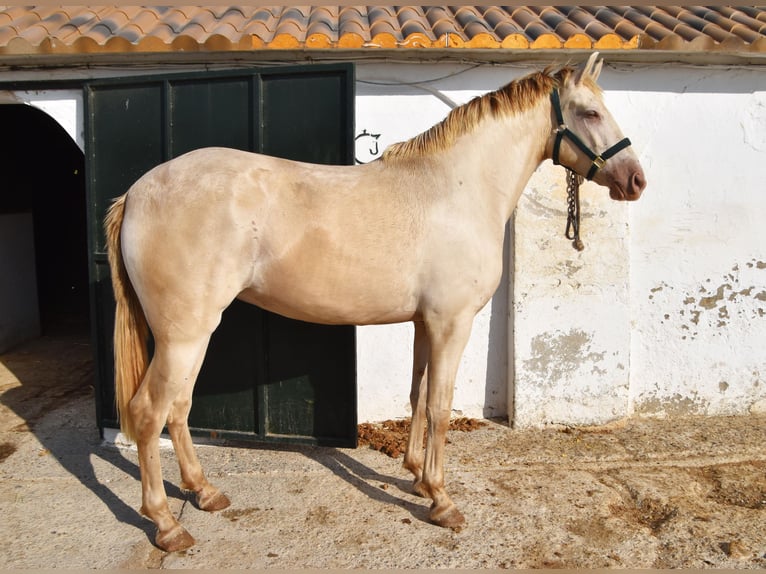 PRE Mix Stute 4 Jahre 159 cm Pearl in Klettgau