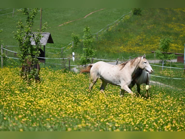 PRE Mix Stute 4 Jahre 159 cm Pearl in Klettgau