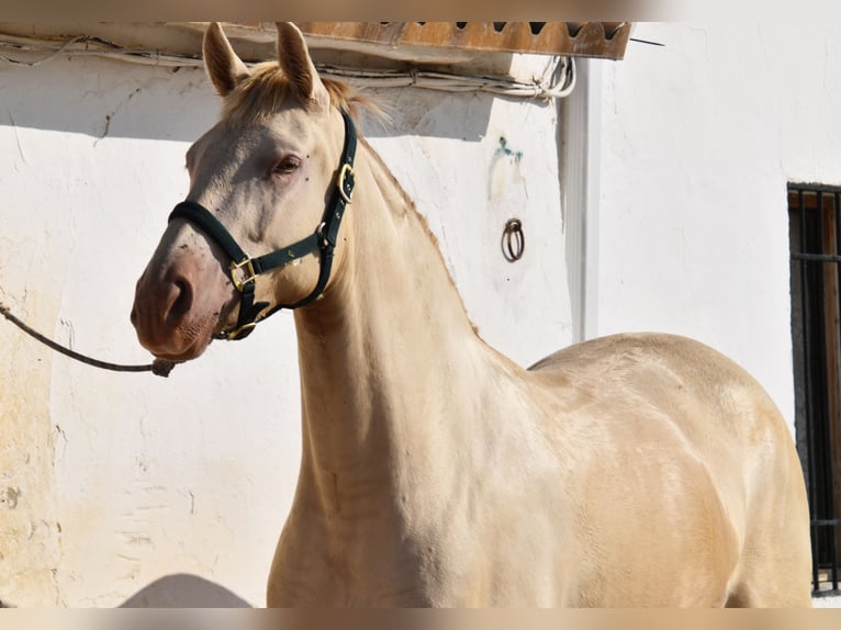 PRE Mix Stute 4 Jahre 159 cm Pearl in Klettgau