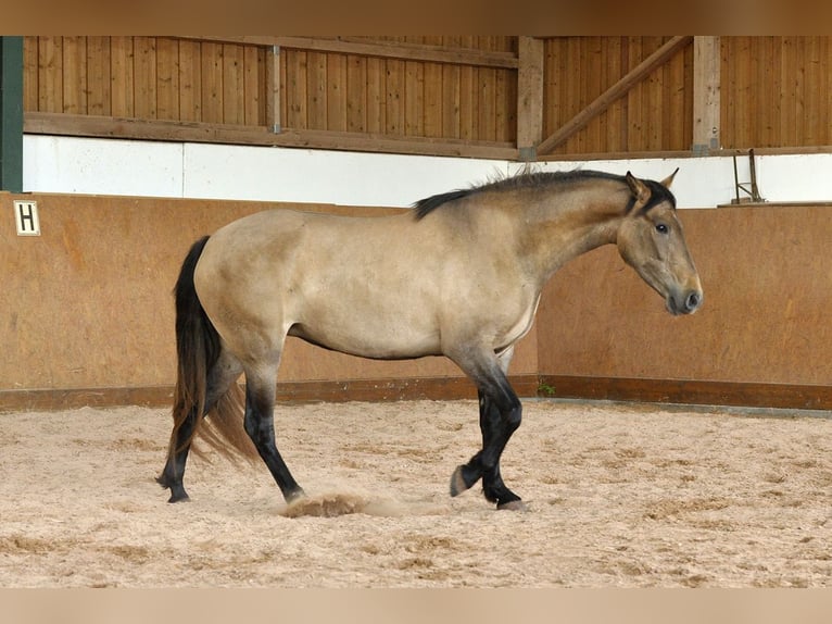 PRE Mix Stute 4 Jahre 159 cm Schimmel in Waldhölzbach