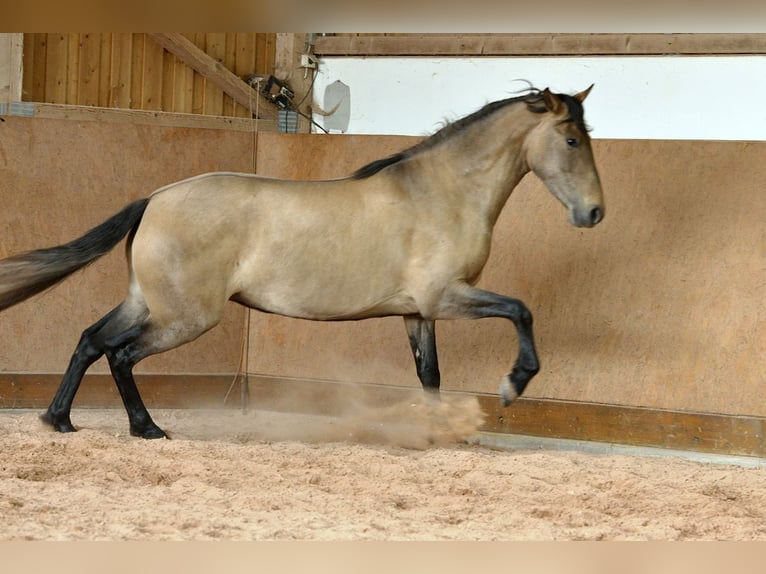 PRE Mix Stute 4 Jahre 159 cm Schimmel in Waldhölzbach