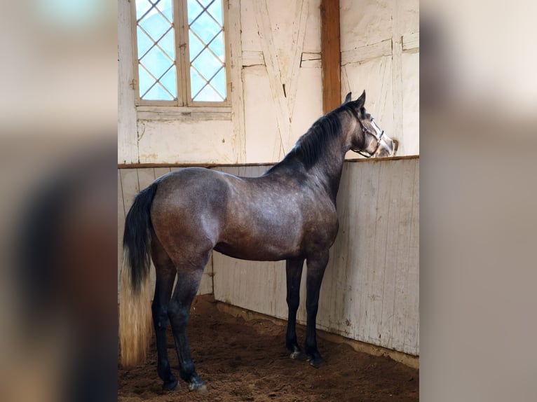 PRE Stute 4 Jahre 159 cm Schimmel in Traventhal