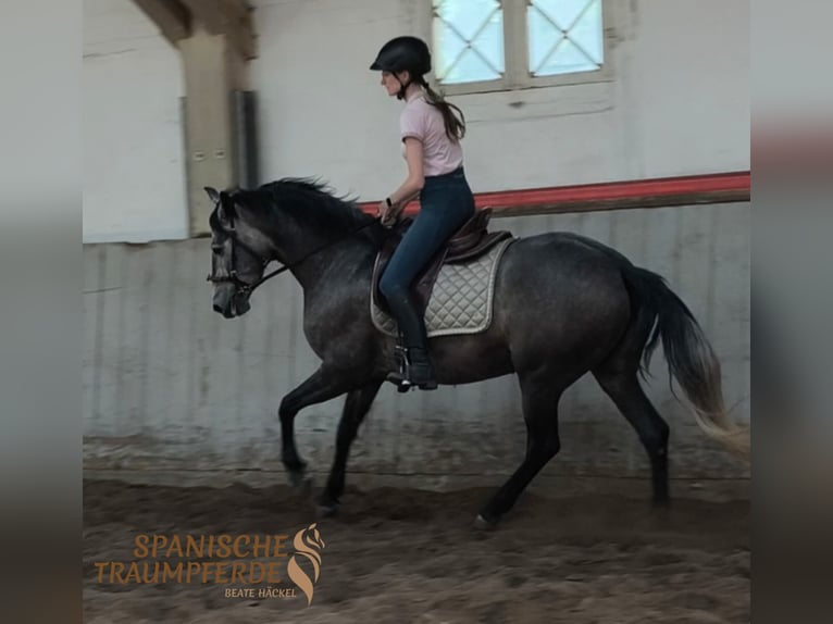 PRE Stute 4 Jahre 159 cm Schimmel in Traventhal