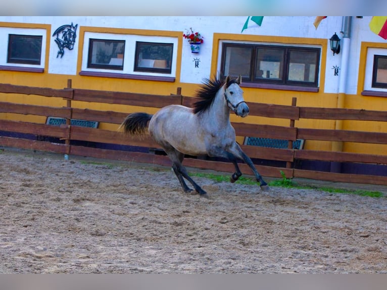 PRE Stute 4 Jahre 160 cm Apfelschimmel in Polenz