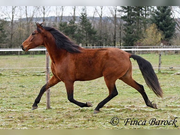 PRE Mix Stute 4 Jahre 160 cm Brauner in Wiebelsheim