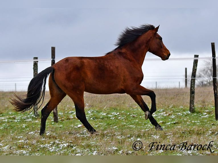 PRE Mix Stute 4 Jahre 160 cm Brauner in Wiebelsheim