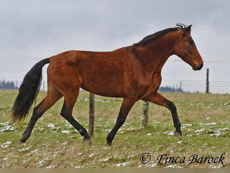 PRE Mix Stute 4 Jahre 160 cm Brauner in Wiebelsheim