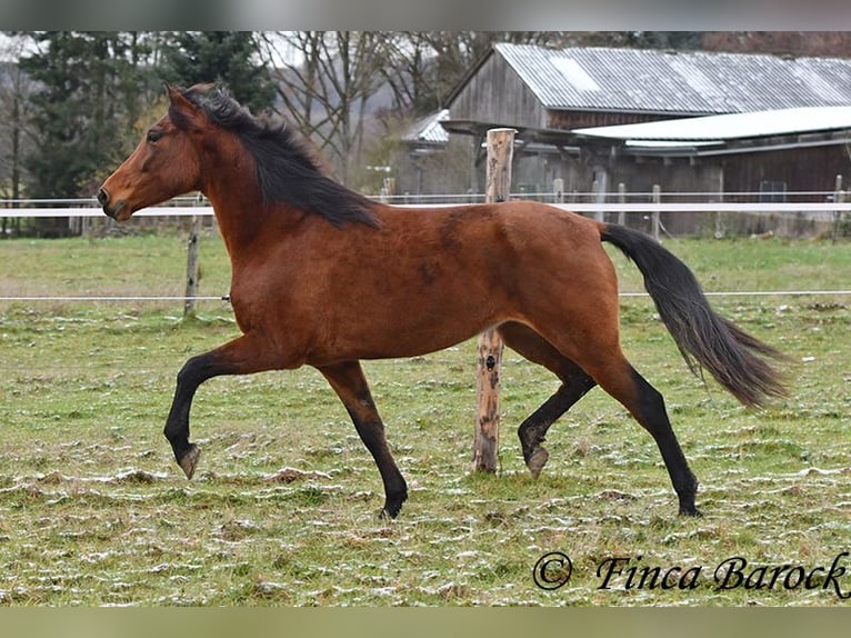 PRE Mix Stute 4 Jahre 160 cm Brauner in Wiebelsheim