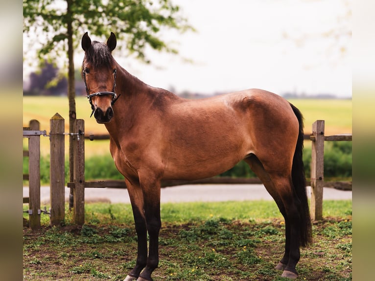 PRE Stute 4 Jahre 160 cm Brauner in Wingene
