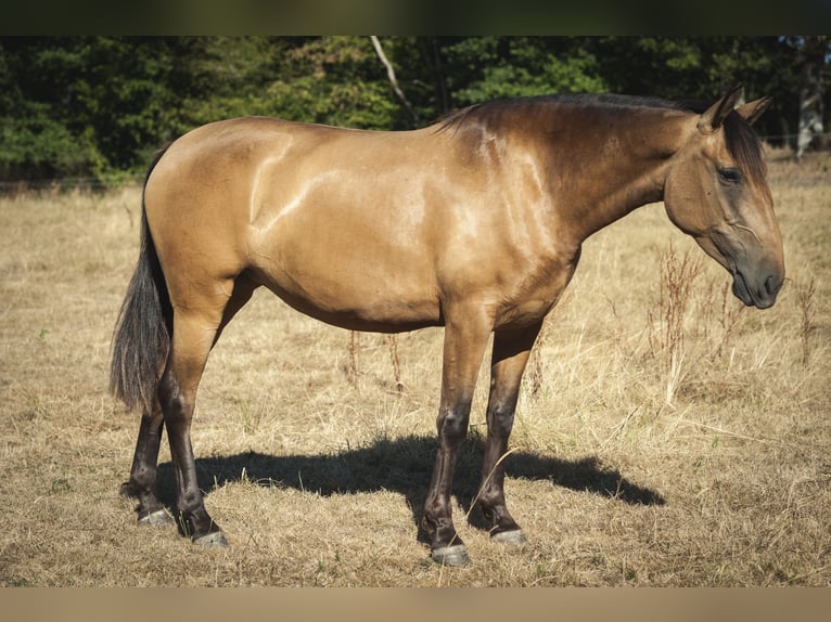 PRE Stute 4 Jahre 160 cm Buckskin in Loye sur Arnon