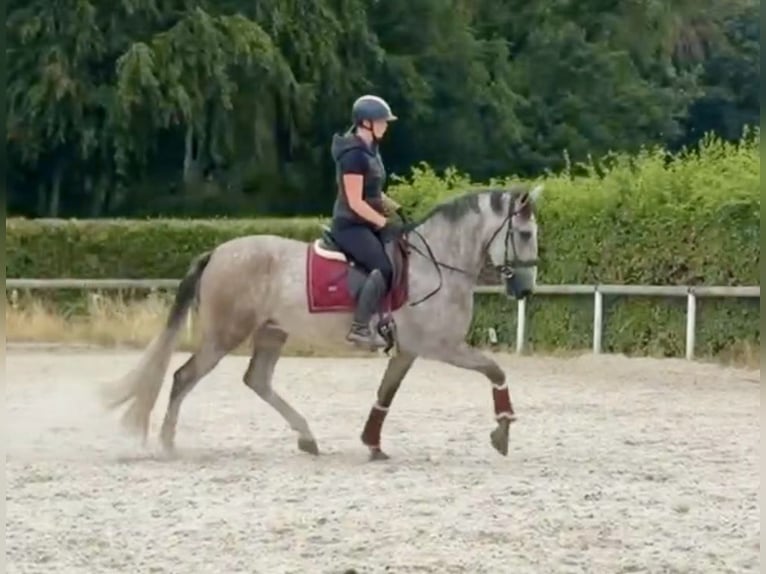 PRE Mix Stute 4 Jahre 160 cm  in Neustadt (Wied)