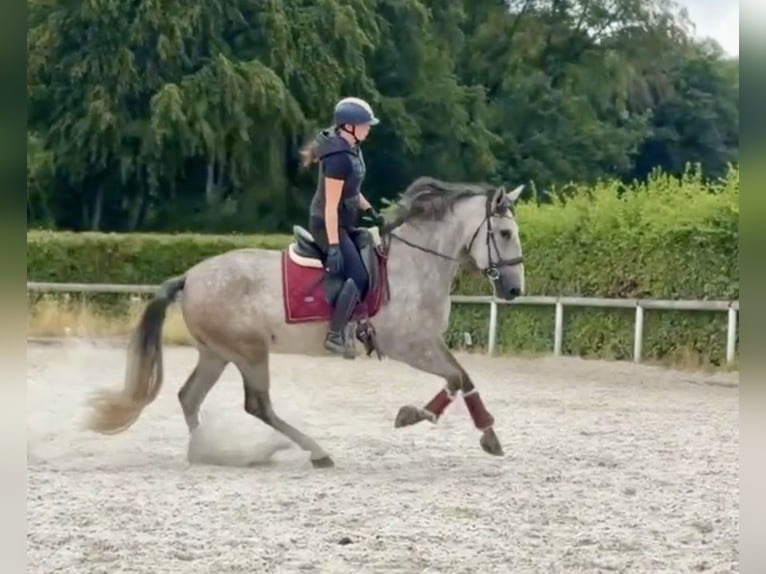 PRE Mix Stute 4 Jahre 160 cm  in Neustadt (Wied)
