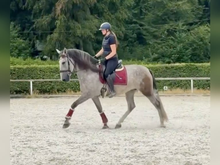 PRE Mix Stute 4 Jahre 160 cm  in Neustadt (Wied)