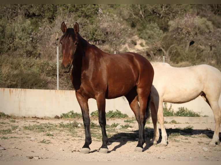 PRE Mix Stute 4 Jahre 160 cm Palomino in Valencia