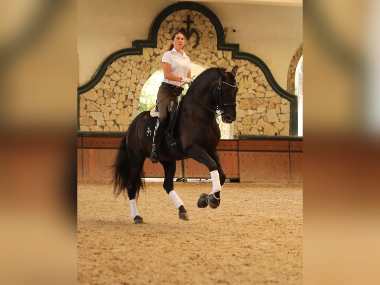 PRE Stute 4 Jahre 160 cm Rappe in La Vespière-Friardel