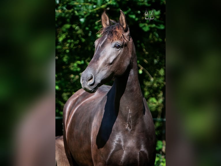 PRE Stute 4 Jahre 160 cm Rappe in La Vespière-Friardel