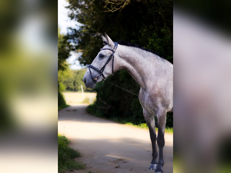 PRE Stute 4 Jahre 160 cm Rotschimmel in Roeser