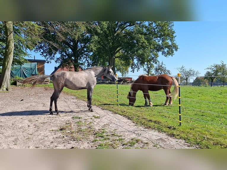 PRE Stute 4 Jahre 161 cm Apfelschimmel in H&#xFC;nxe