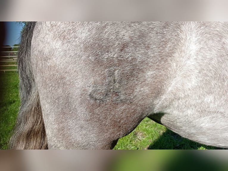 PRE Stute 4 Jahre 161 cm Apfelschimmel in H&#xFC;nxe