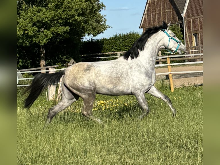 PRE Stute 4 Jahre 161 cm Blauschimmel in M&#xFC;nster