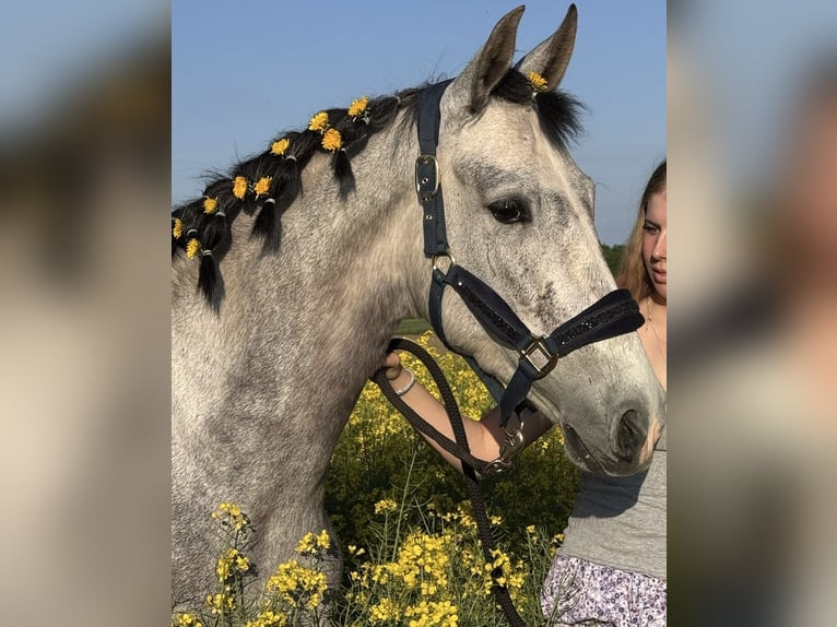 PRE Stute 4 Jahre 161 cm Blauschimmel in M&#xFC;nster