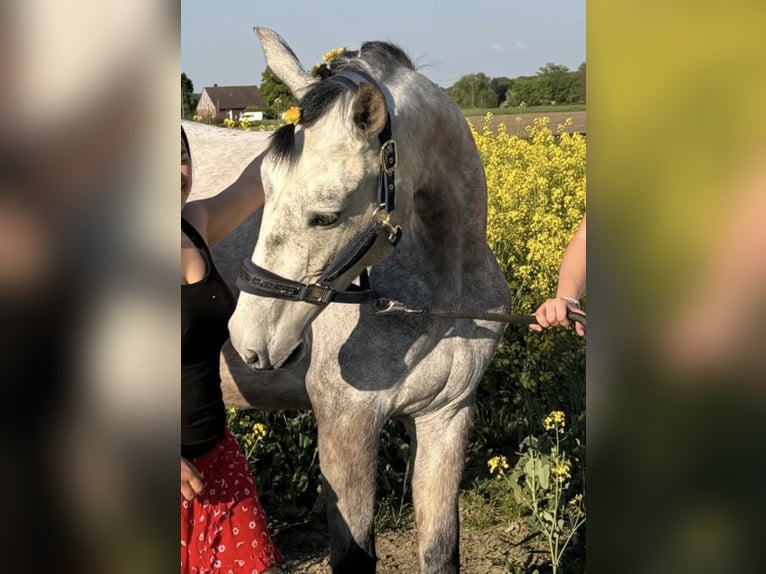 PRE Stute 4 Jahre 161 cm Blauschimmel in M&#xFC;nster
