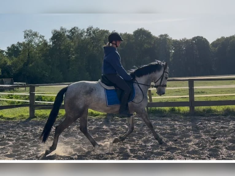 PRE Stute 4 Jahre 161 cm Blauschimmel in M&#xFC;nster
