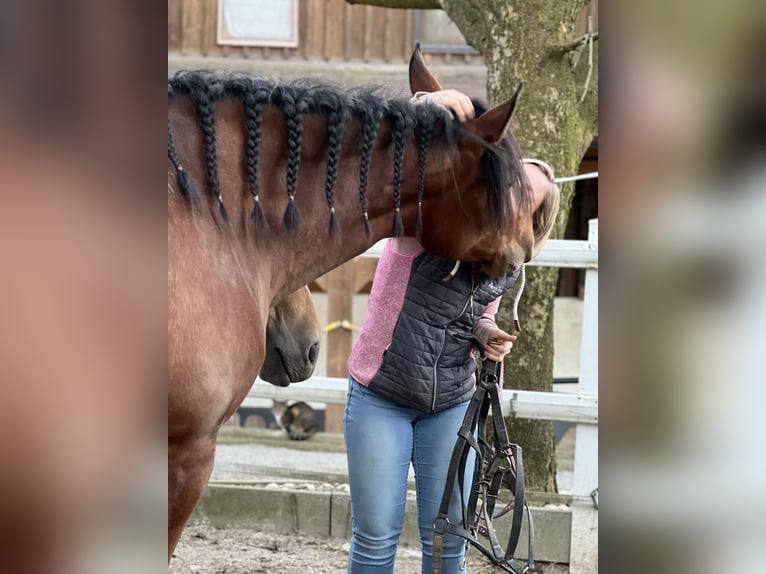 PRE Stute 4 Jahre 161 cm Brauner in Lochen am See