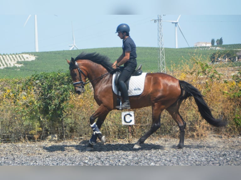 PRE Mix Stute 4 Jahre 161 cm Brauner in Vejer de la Frontera