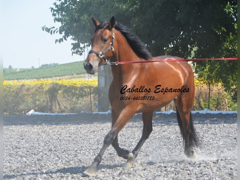 PRE Mix Stute 4 Jahre 161 cm Brauner in Vejer de la Frontera