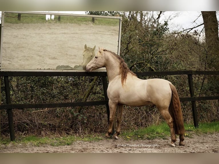 PRE Stute 4 Jahre 161 cm Buckskin in Hartwerd