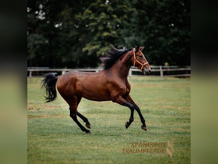 PRE Stute 4 Jahre 162 cm Brauner in Traventhal