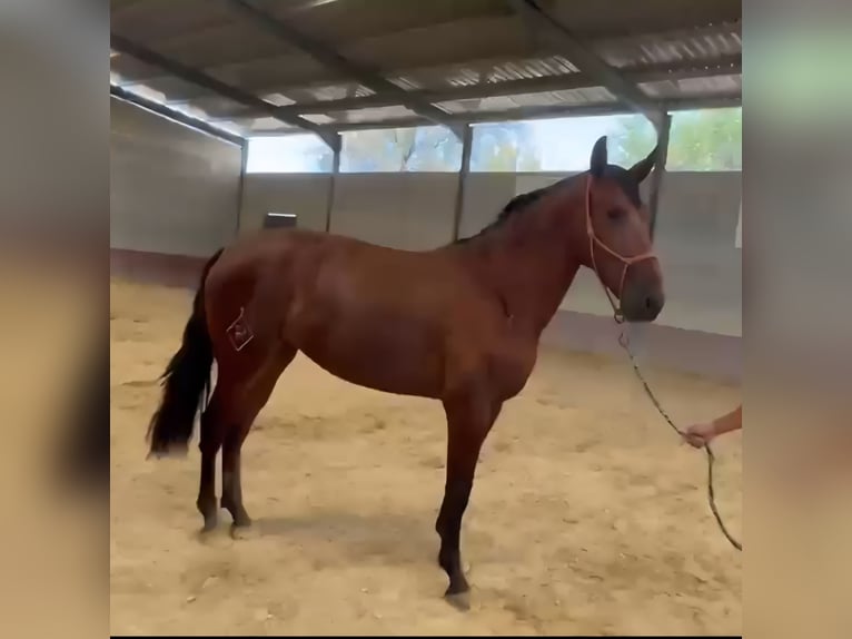 PRE Stute 4 Jahre 162 cm Brauner in Vejer de la Frontera