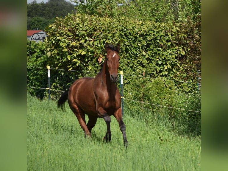 PRE Mix Stute 4 Jahre 162 cm Brauner in Würzburg