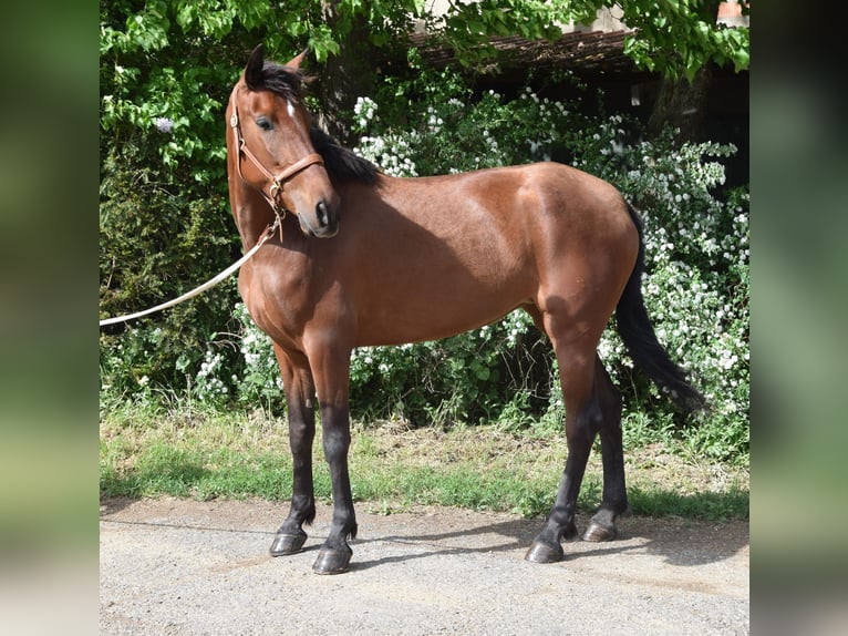 PRE Mix Stute 4 Jahre 162 cm Brauner in Würzburg