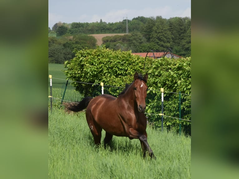 PRE Mix Stute 4 Jahre 162 cm Brauner in Würzburg