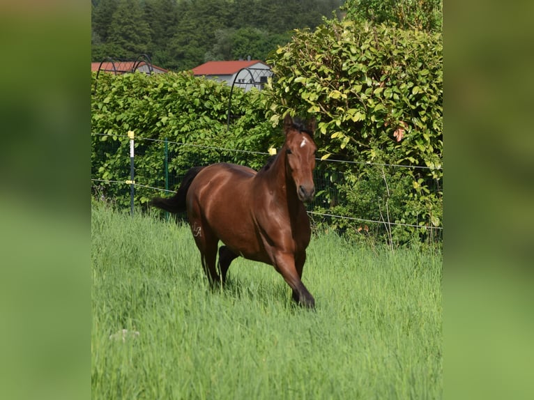 PRE Mix Stute 4 Jahre 162 cm Brauner in Würzburg