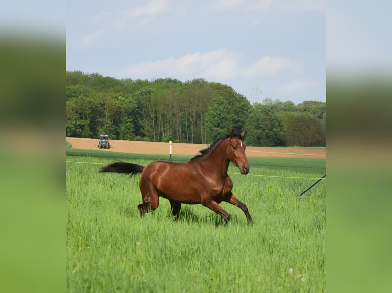 PRE Mix Stute 4 Jahre 162 cm Brauner in Würzburg