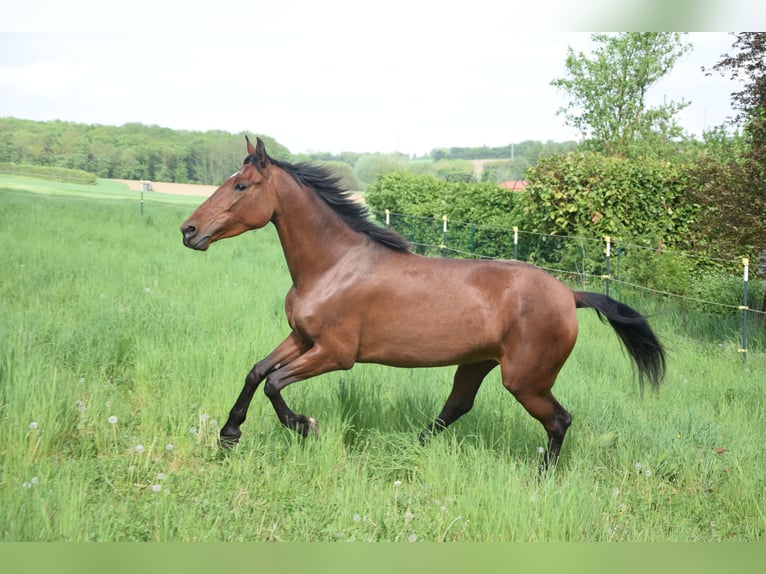 PRE Mix Stute 4 Jahre 162 cm Brauner in Würzburg