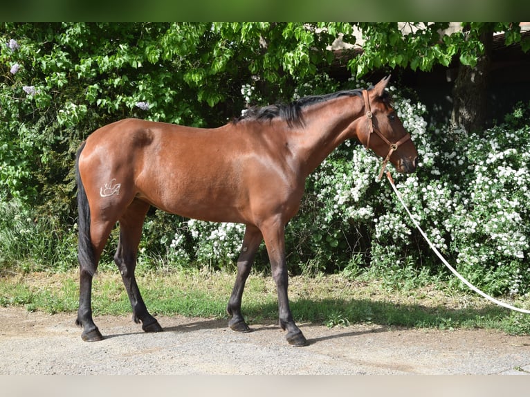 PRE Mix Stute 4 Jahre 162 cm Brauner in Würzburg