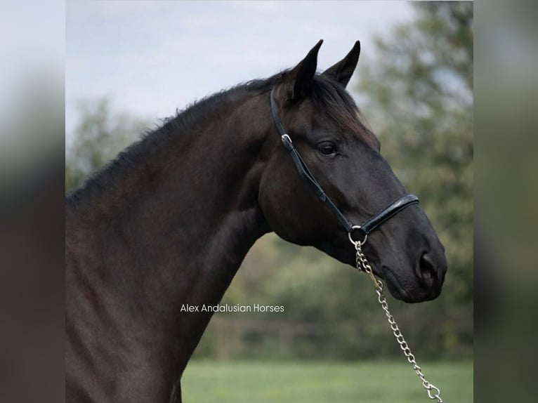 PRE Mix Stute 4 Jahre 162 cm Rappe in Sevilla