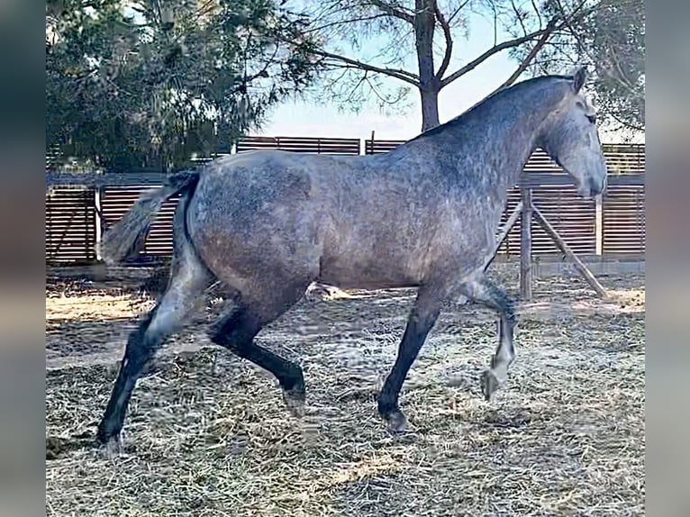 PRE Stute 4 Jahre 162 cm Schimmel in Roldán PRE Stute 4 Jahre 162 cm Schimmel in Roldán