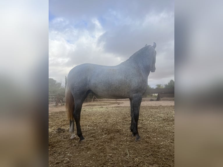 PRE Stute 4 Jahre 162 cm Schimmel in Roldán PRE Stute 4 Jahre 162 cm Schimmel in Roldán