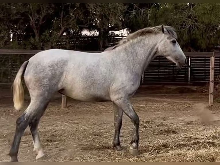 PRE Stute 4 Jahre 162 cm Schimmel in Roldán PRE Stute 4 Jahre 162 cm Schimmel in Roldán