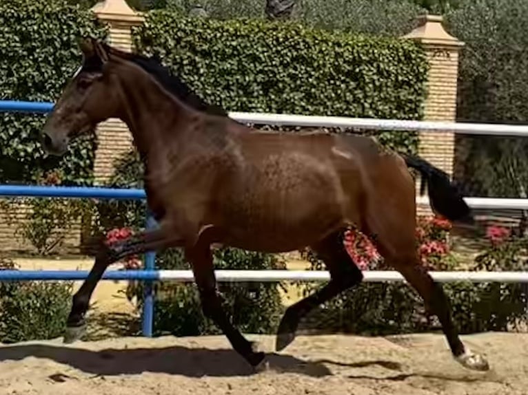 PRE Mix Stute 4 Jahre 163 cm Brauner in Fuentes De Andalucia