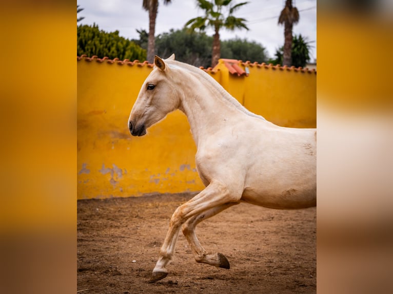 PRE Mix Stute 4 Jahre 163 cm Palomino in Valencia