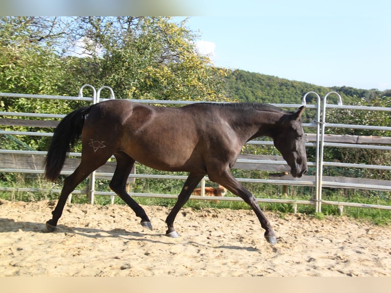 PRE Mix Stute 4 Jahre 163 cm Rappe in Kirn