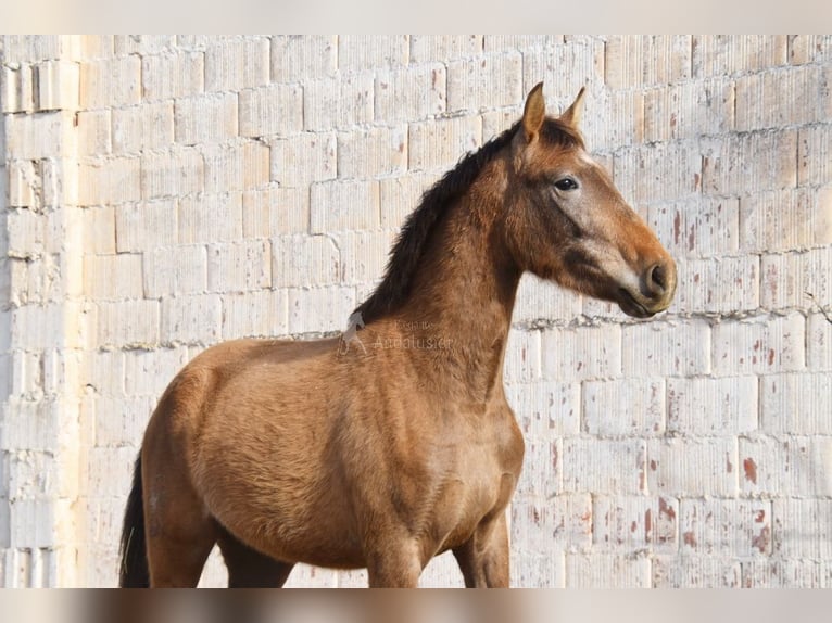 PRE Stute 4 Jahre 163 cm Schimmel in Provinz Malaga