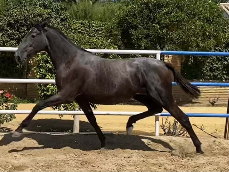 PRE Mix Stute 4 Jahre 163 cm Schimmel in Fuentes De Andalucia