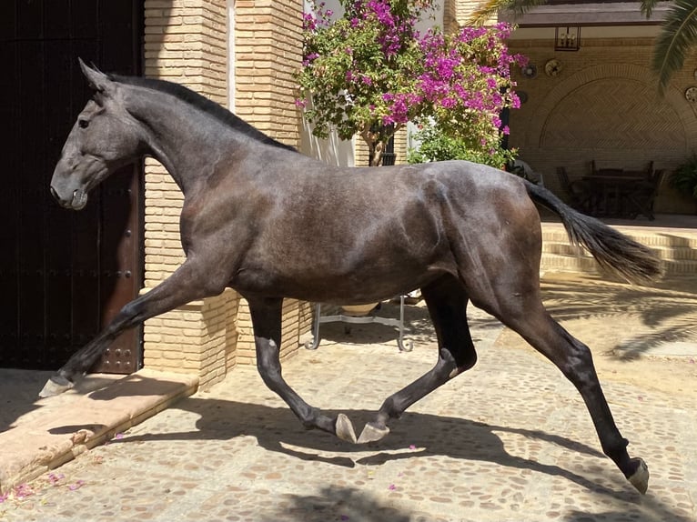 PRE Mix Stute 4 Jahre 163 cm Schimmel in Fuentes De Andalucia